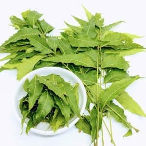 Dried Neem Leaves – 1 pack — on xHerbs Store Nigeria