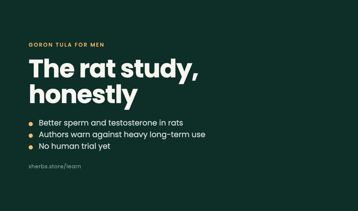 Goron Tula Benefits for Men: Sperm, Testosterone and What the Rat Study Really Found
